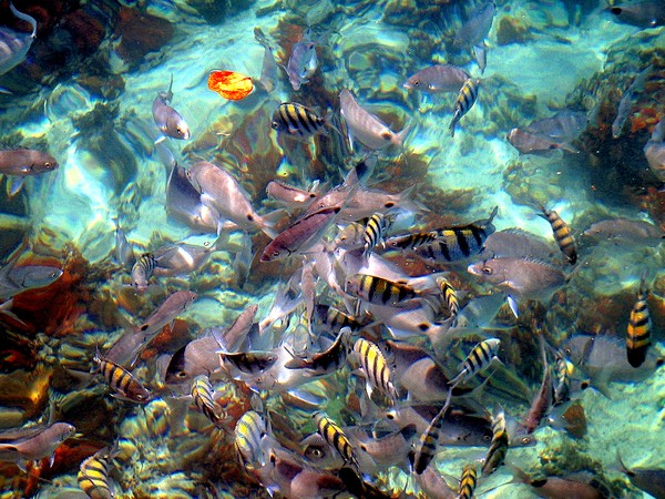 Fish