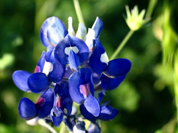 Texas Blue Bonnet