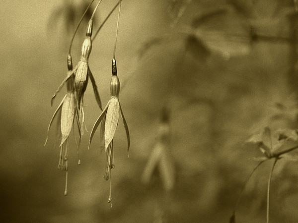 ...where the wild fuschia grows...