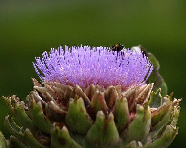 Bee's will let you get close