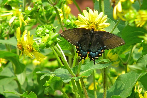 Black Swallowtail