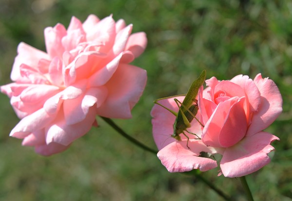 Roses and grasshopper