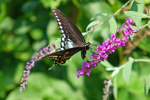 Black Swallowtail