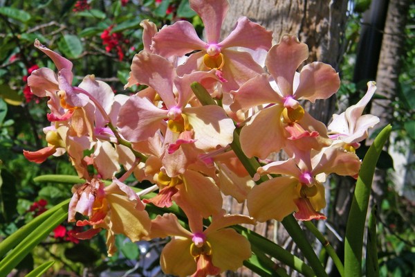Orchids