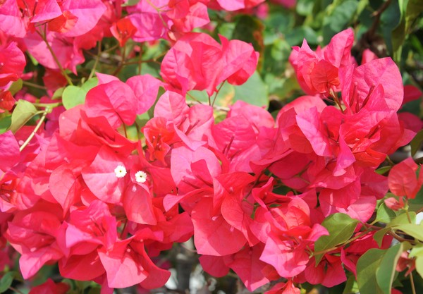 Hot Pink