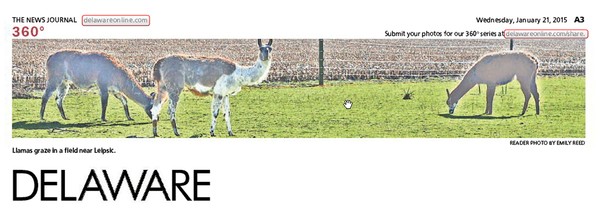 213th News Journal Panorama-Leipsic Llamas