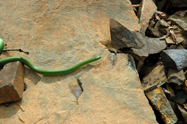 Little Green Snake