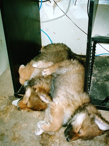 It's a dogs life
