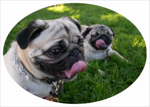 Brother Puggers