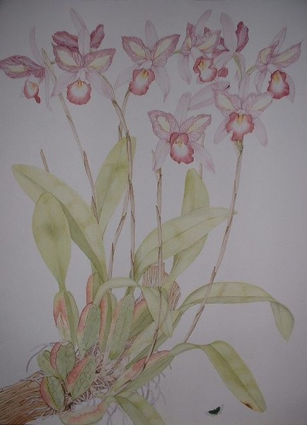 Laelia anceps