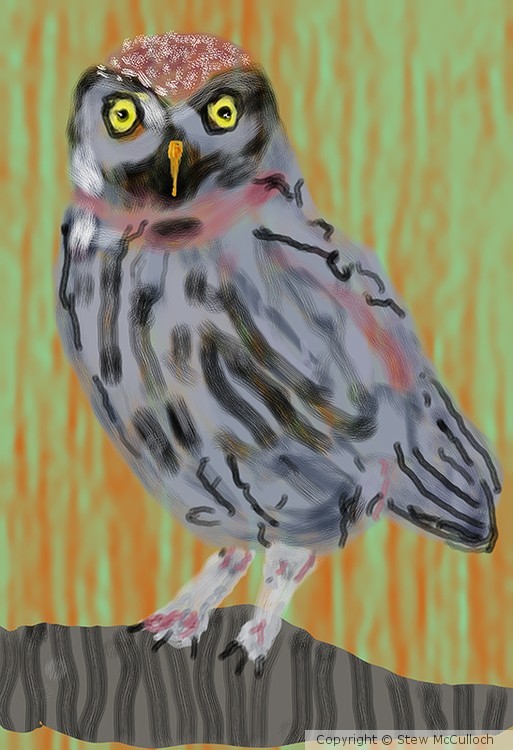 baby owl  P225