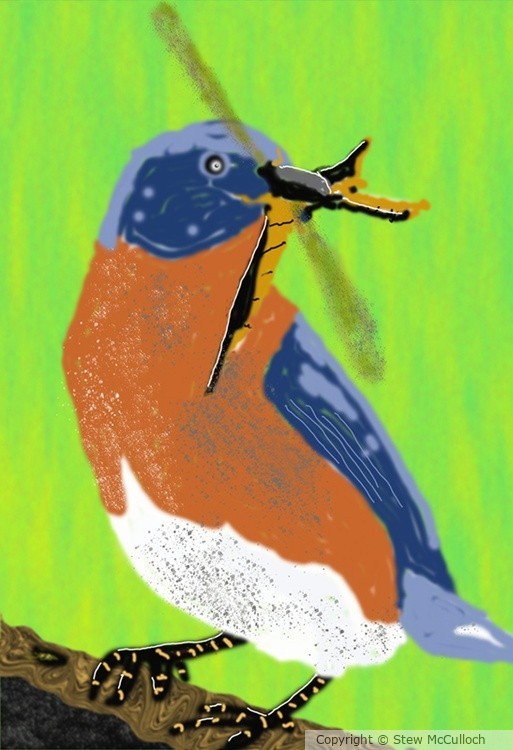 P276 sm Bluebird eating a Dragonfly