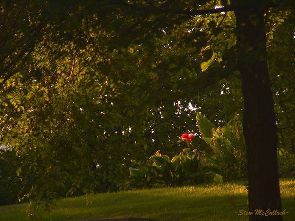 large flower in the distance