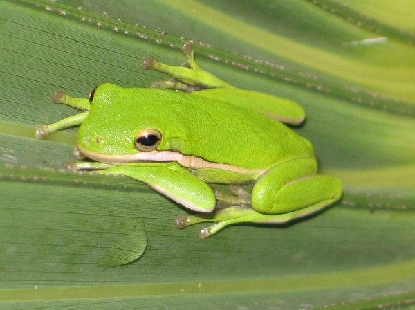 More of the tree frog