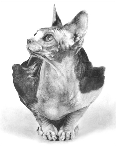 Sphynx Cat