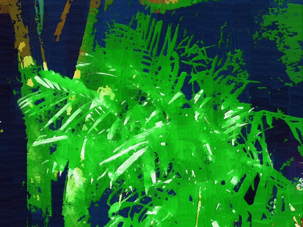 Palms in the Sunshine