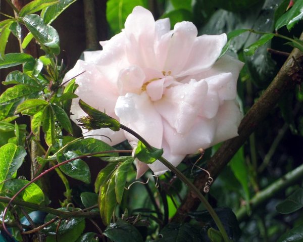 After the rain