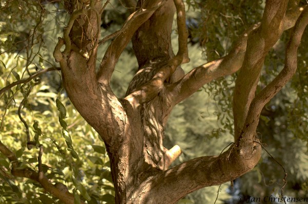 Curly Willow