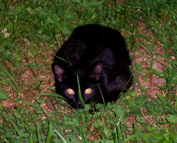 Black Cat