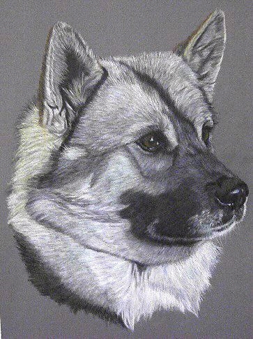 Elkhound