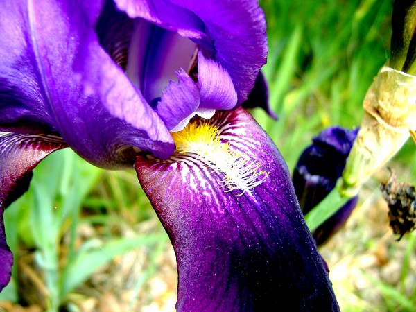 Iris