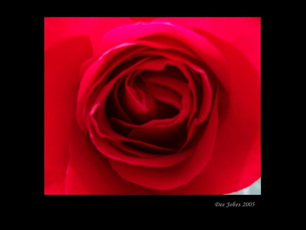 A Gift from the Heart