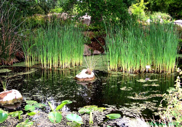 Desert Oasis