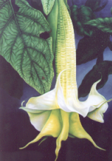Angel Trumpet