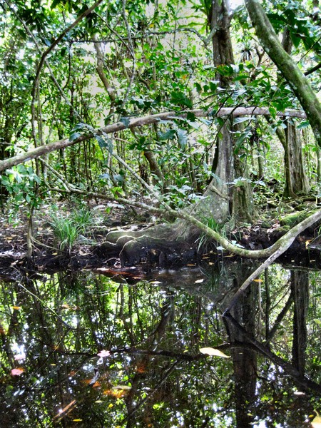 Brackish Water