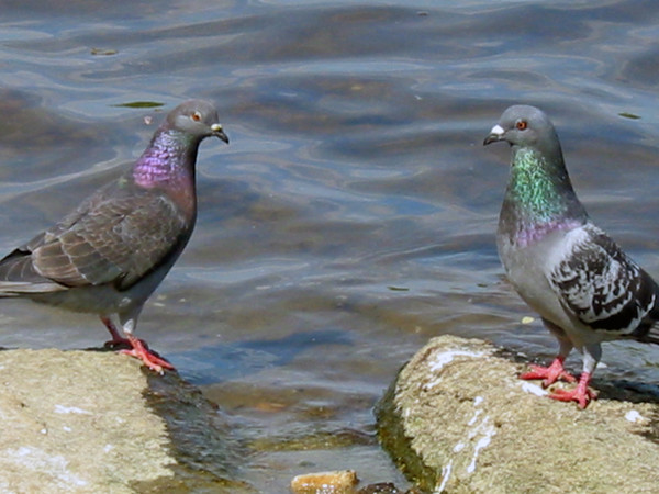 Love birds???