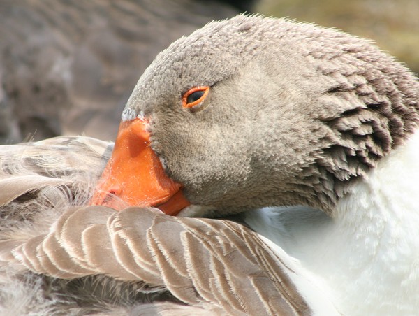 Grey Goose
