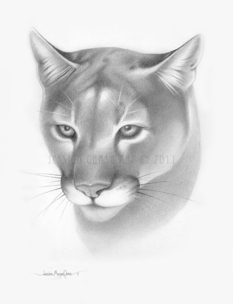 Cougar