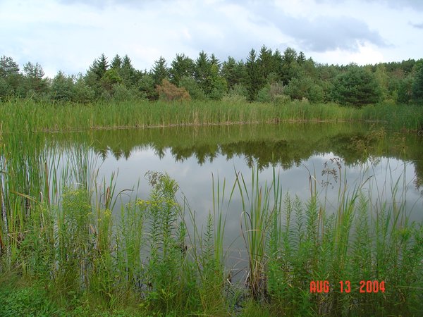 Lower Pond
