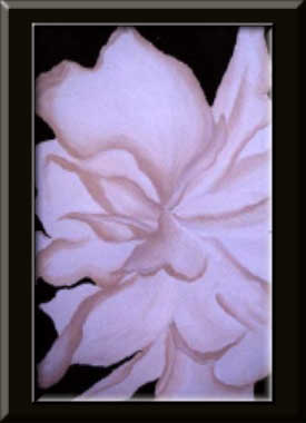 Perfect Rose
