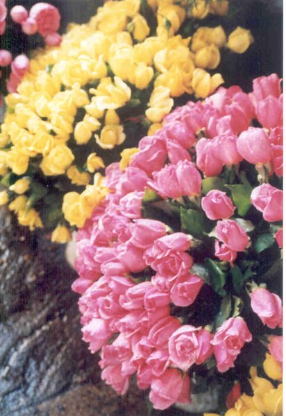 Spring roses