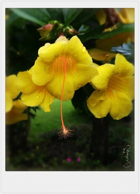 Yellow Flowers