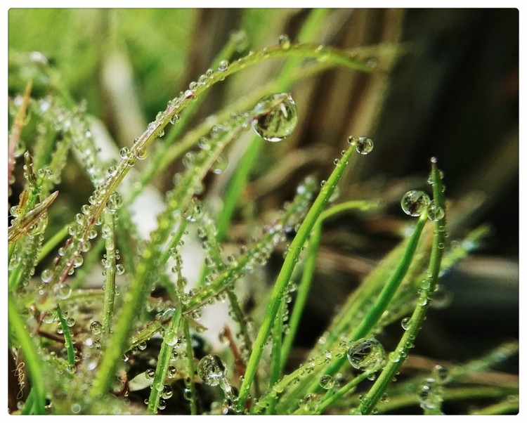Rain Balls on Leaves