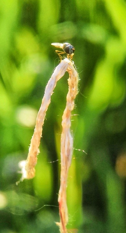 top insect