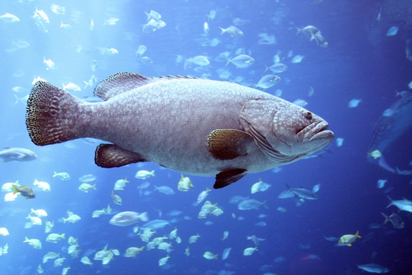 Big Fish