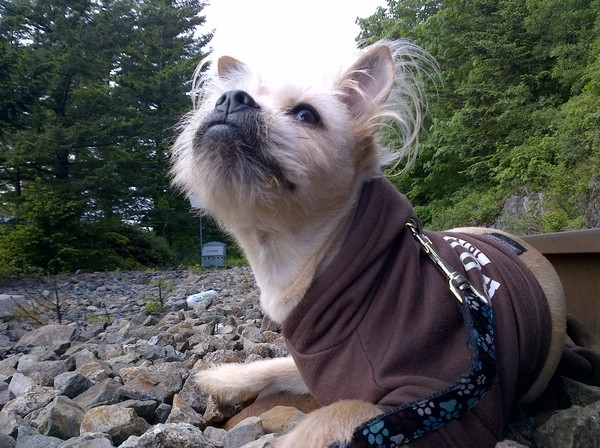 Proudly tired dog
