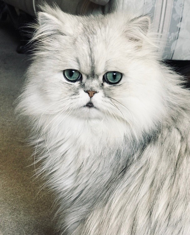 Tippy