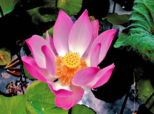 Lotus