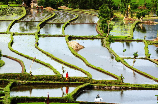 on the rice field