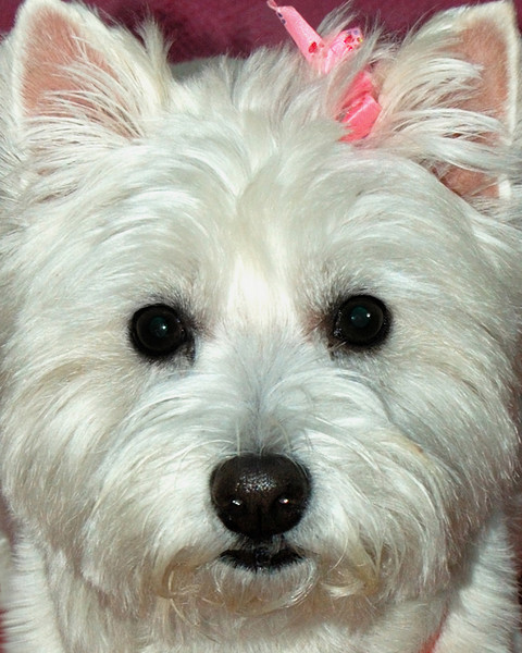 Sweet Lillie
