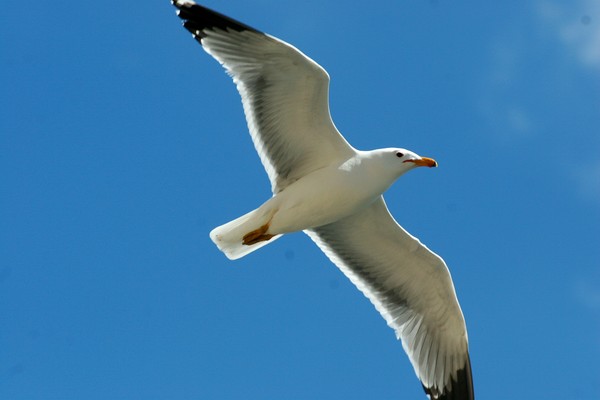 seagull