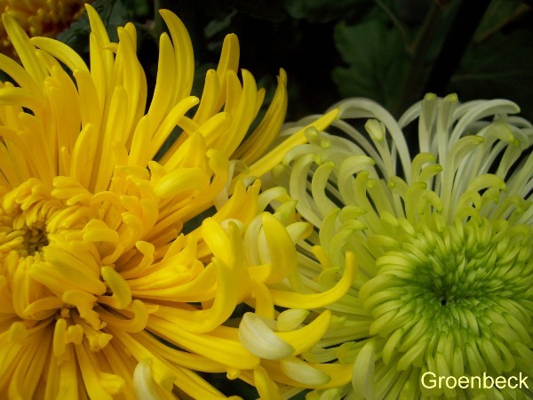 CHRYSANTHEMUM