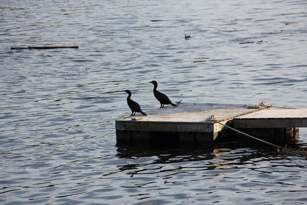 Cormorants on Deck