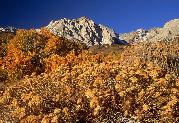 High Sierra Fall Blooms