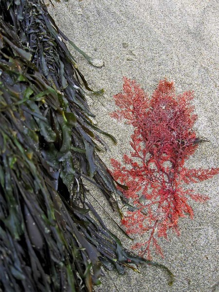 Seaweed
