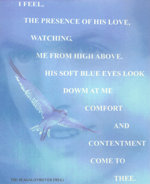 seagull